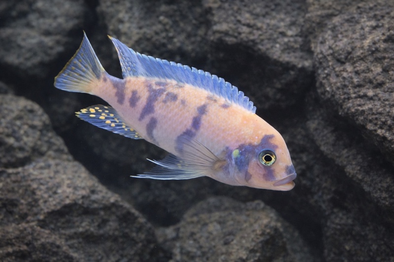 Maylandia zebra 'Makonde'